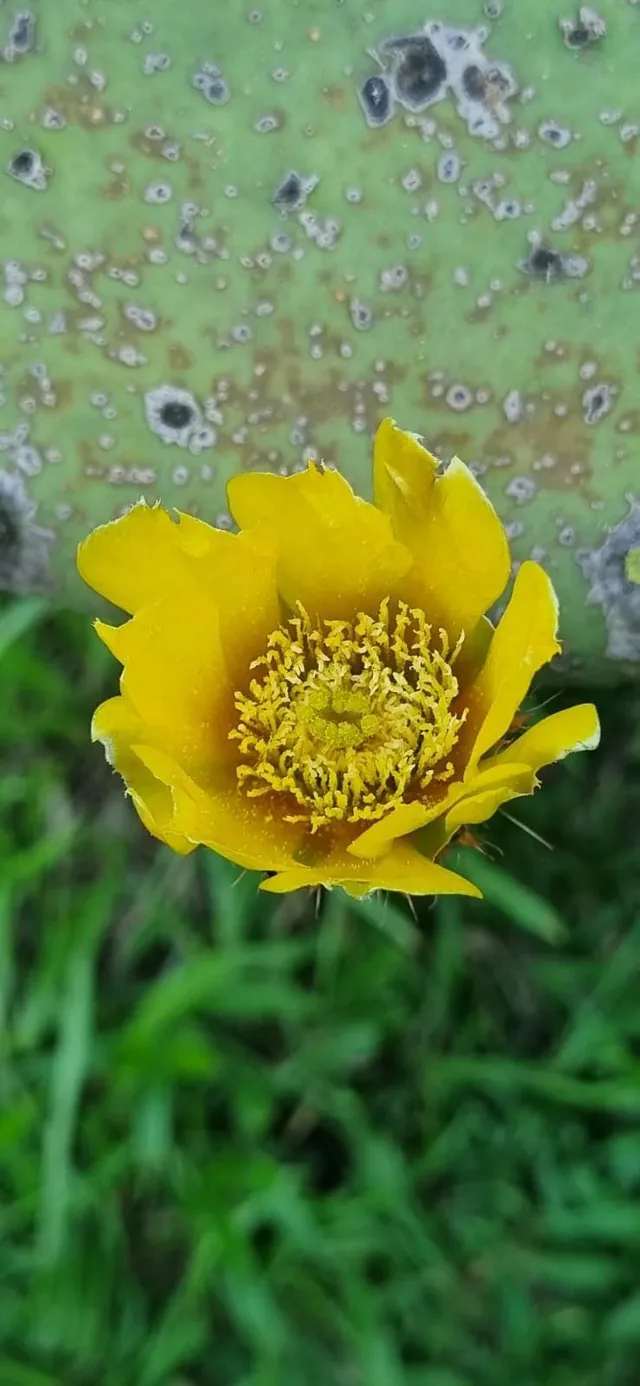 Natureza e trilhas na Pousada Senda do Sol em Irati PR